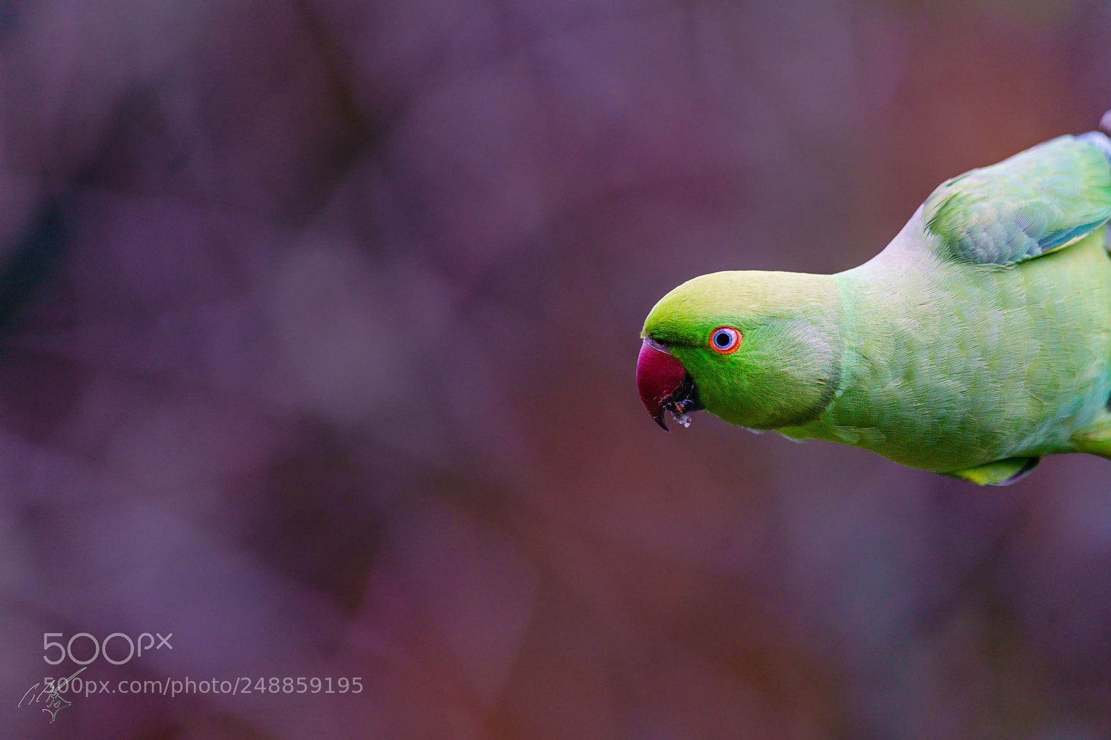 Sony a7R II sample photo. Parakeets mar photography
