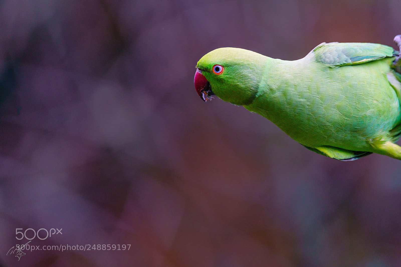 Sony a7R II sample photo. Parakeets mar photography