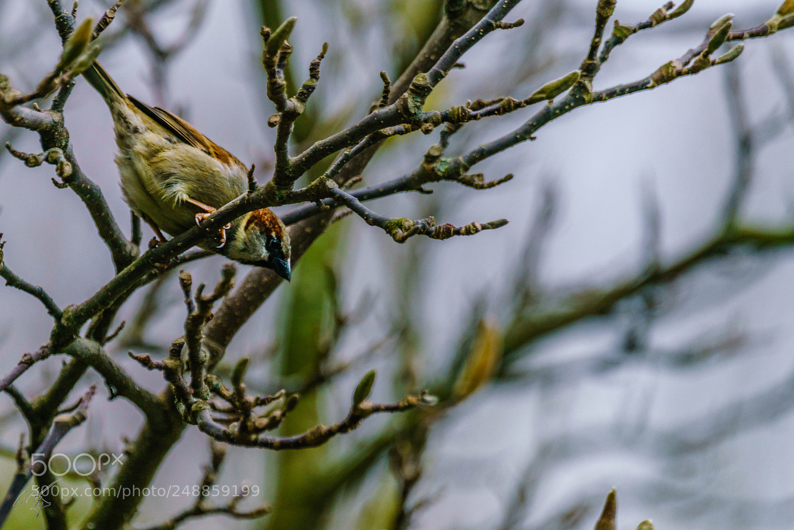 Sony a7R II sample photo. Sparrow mar photography