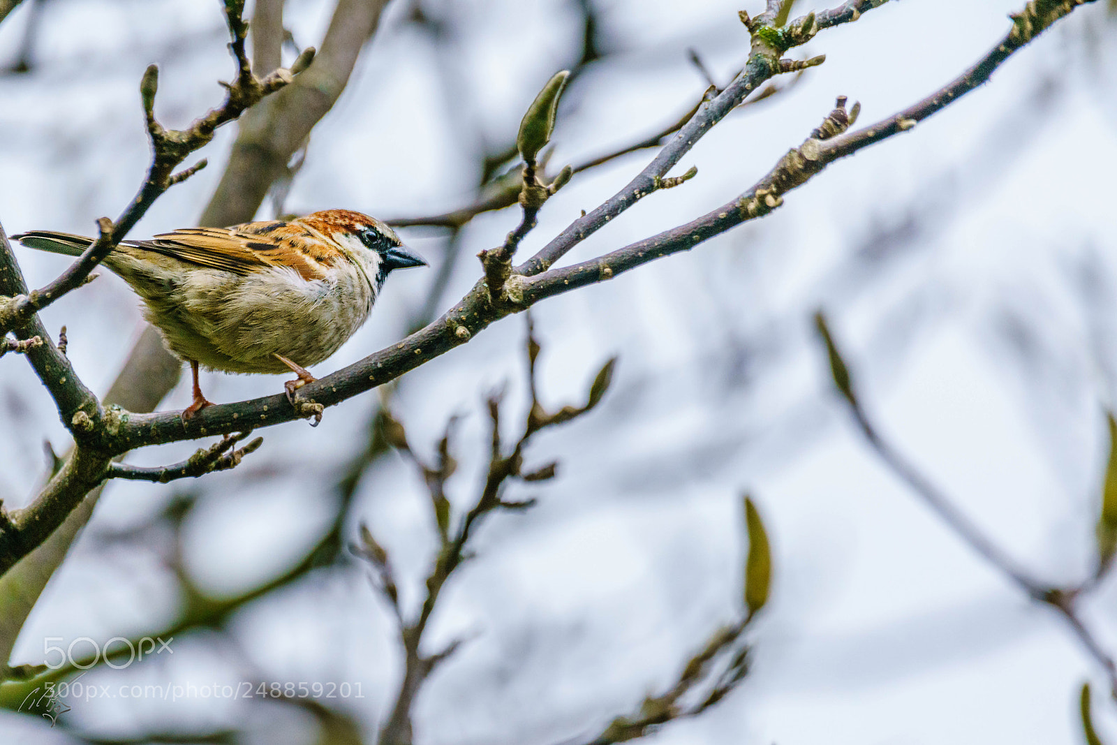 Sony a7R II sample photo. Sparrow mar photography