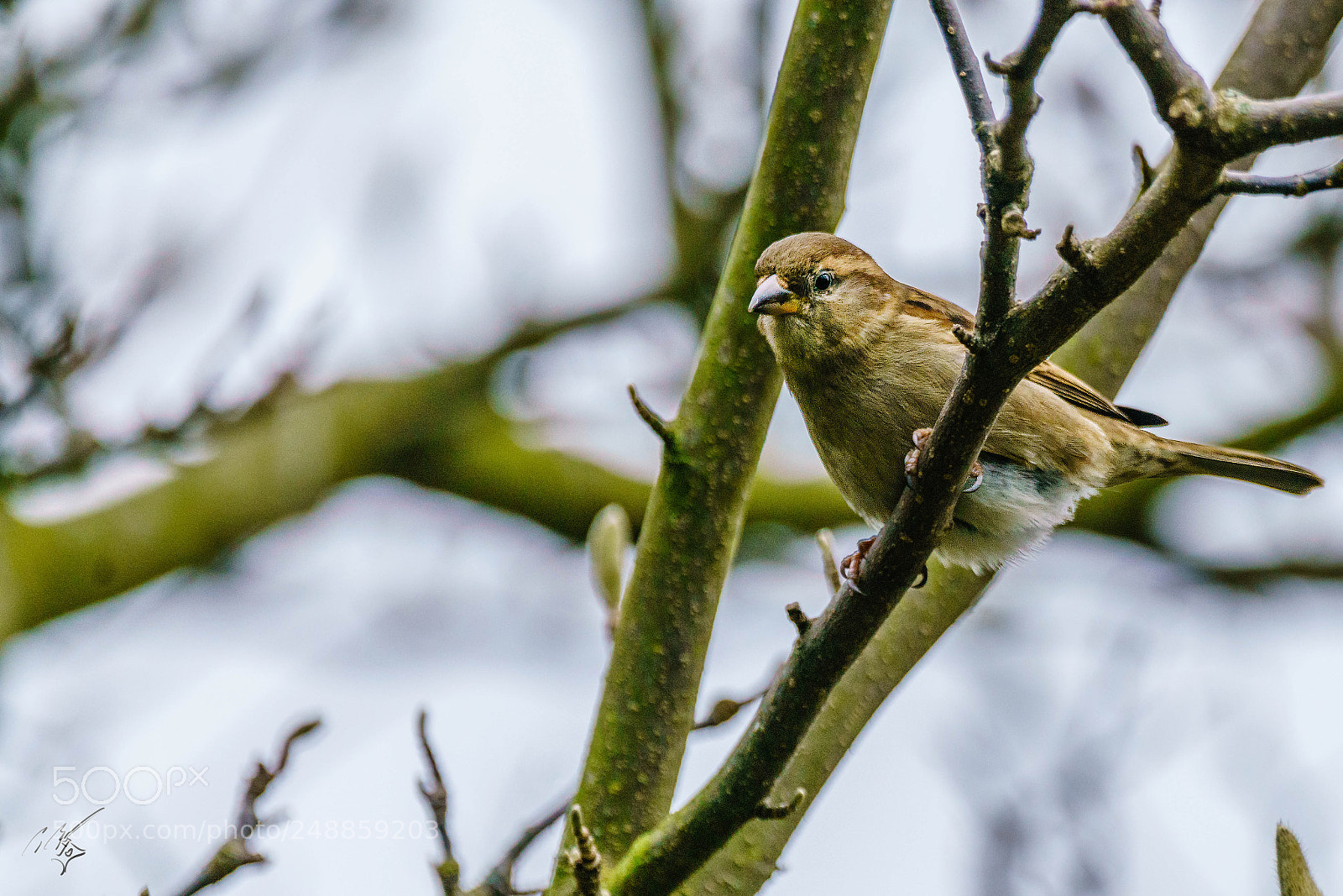 Sony a7R II sample photo. Sparrow mar photography