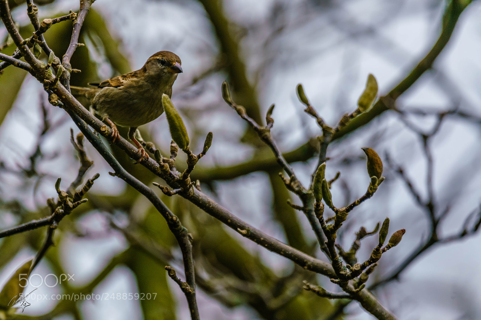 Sony a7R II sample photo. Sparrow mar photography