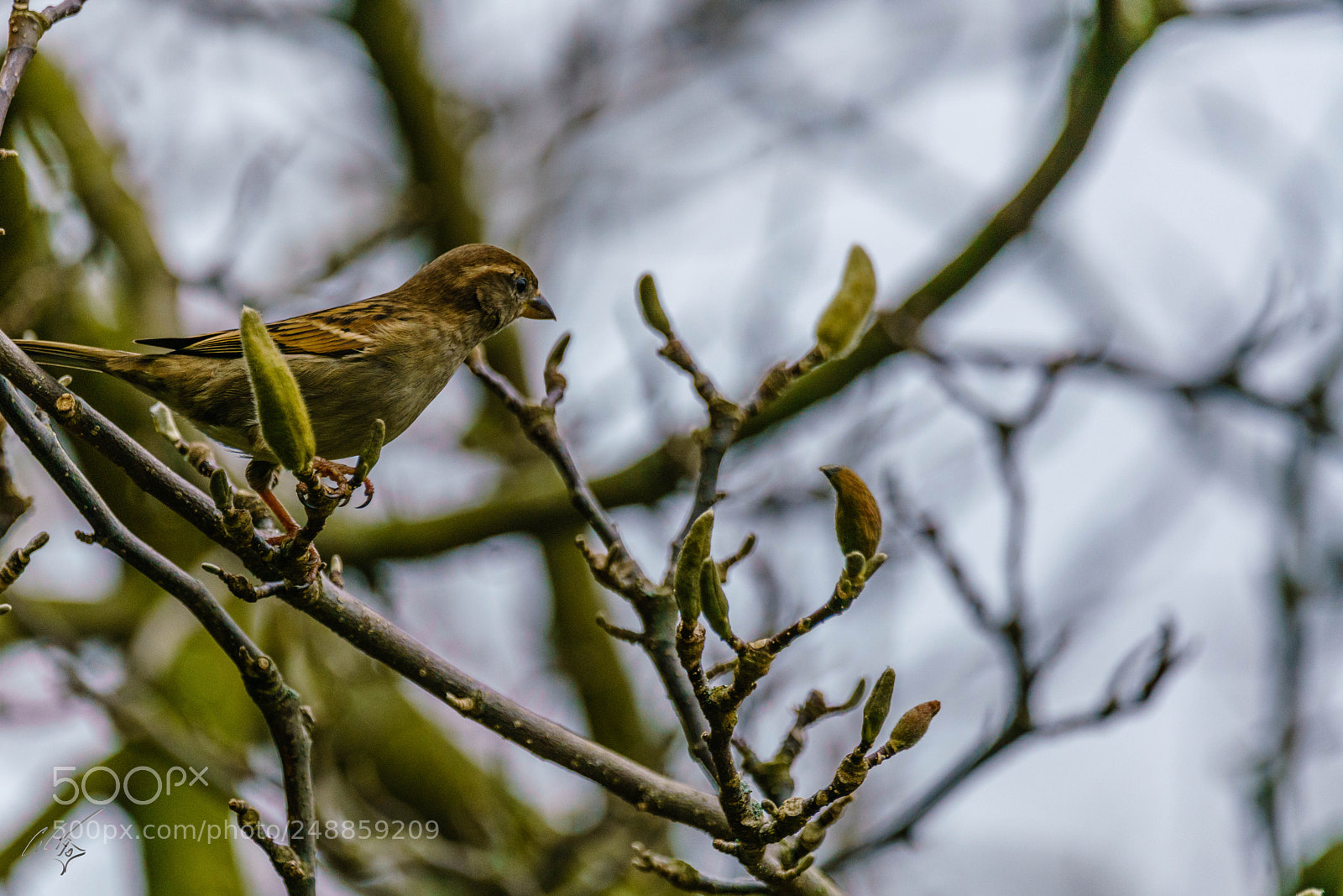 Sony a7R II sample photo. Sparrow mar photography