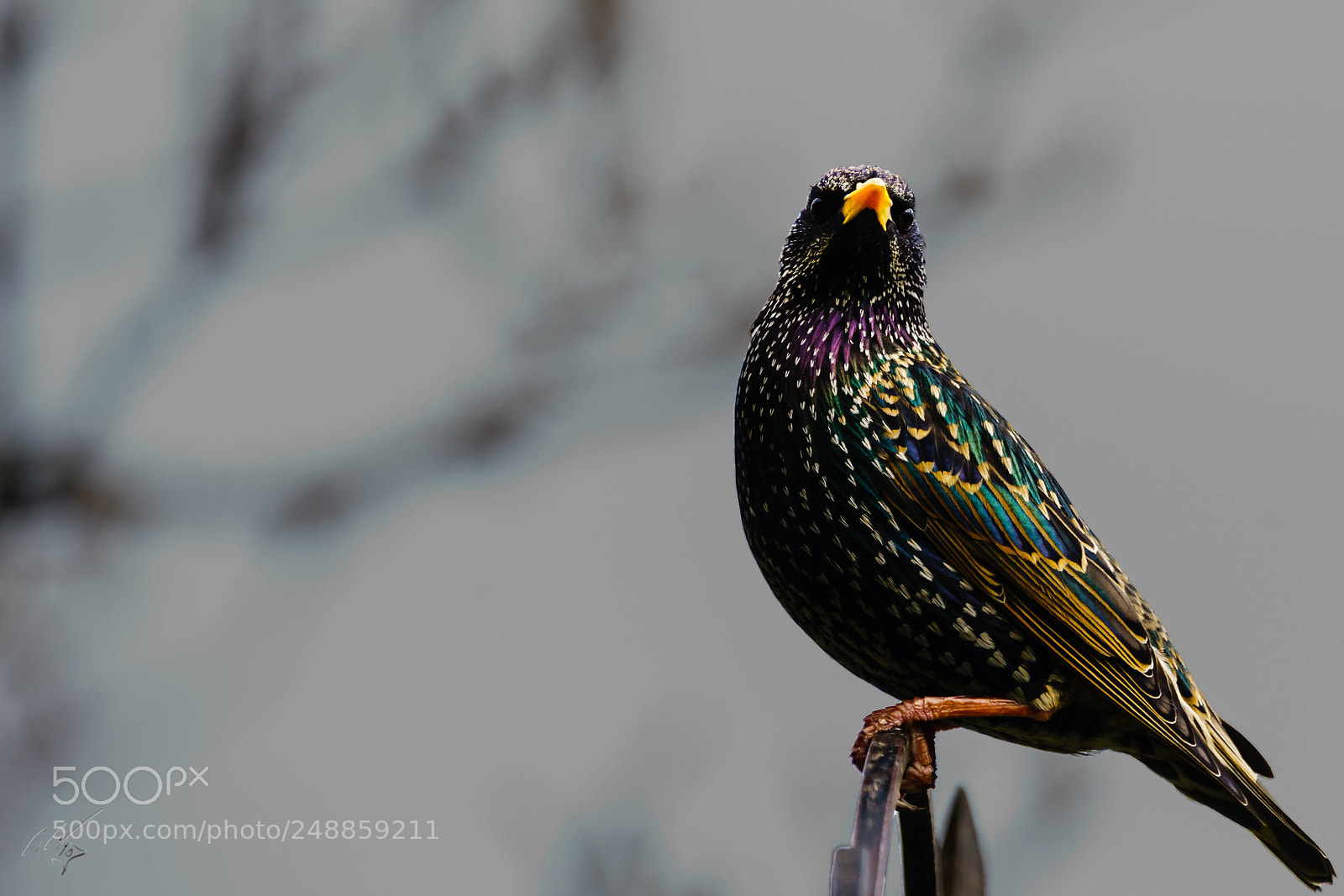 Sony a7R II sample photo. Starling mar photography