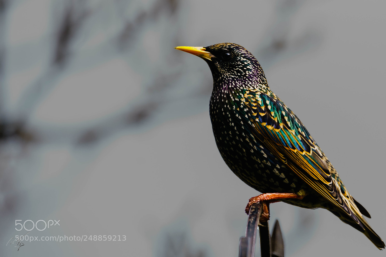 Sony a7R II sample photo. Starling mar photography