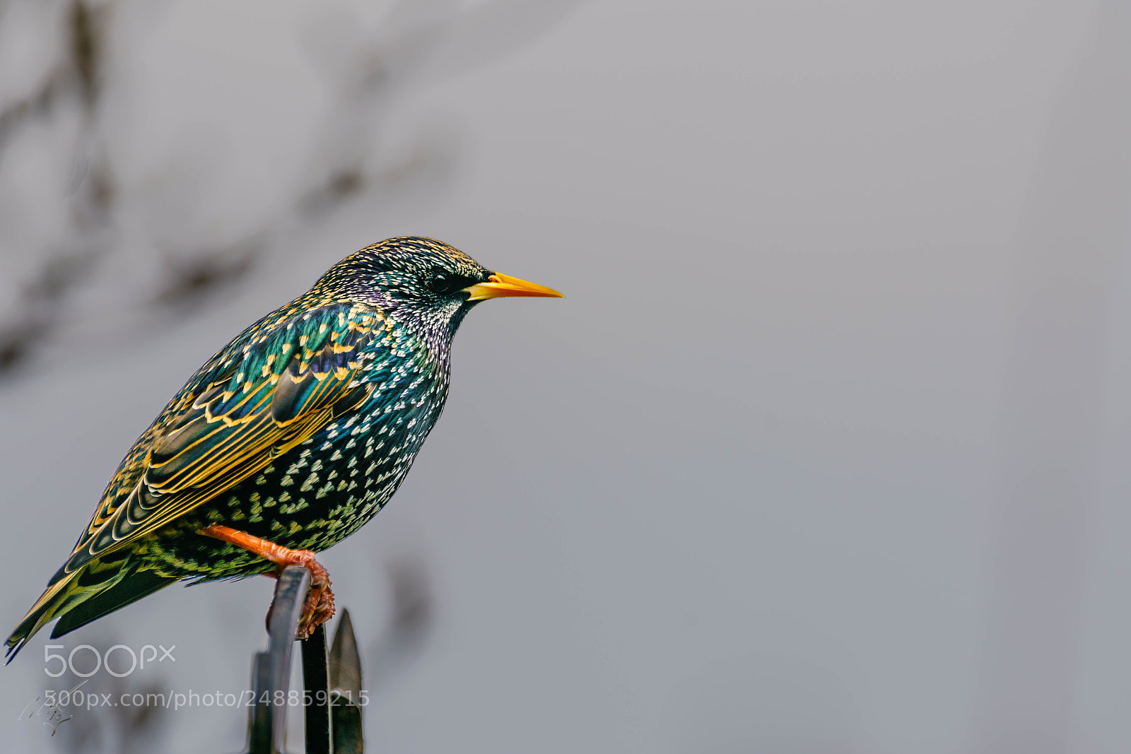 Sony a7R II sample photo. Starling mar photography