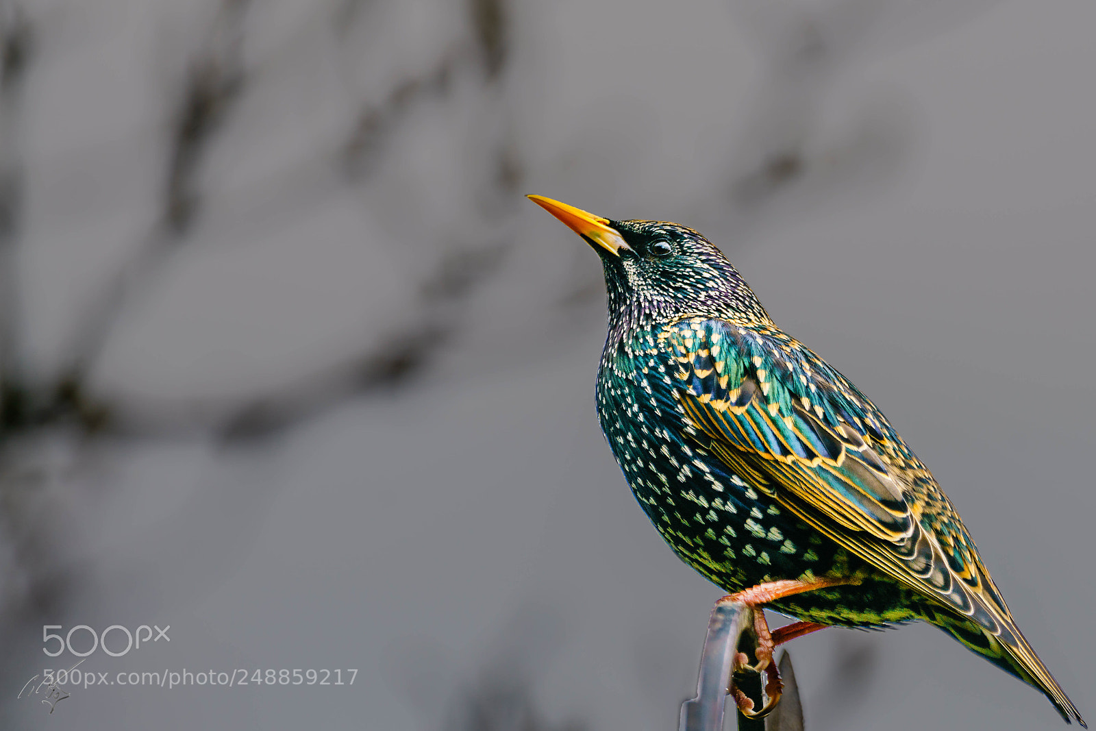 Sony a7R II sample photo. Starling mar photography