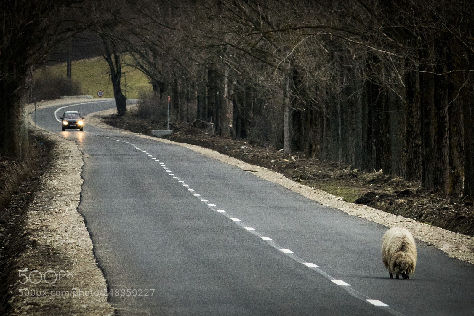 Nikon D5300 sample photo. Lonely sheep on the photography