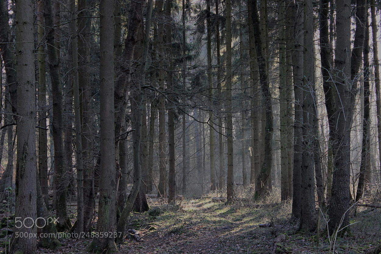Canon EOS 600D (Rebel EOS T3i / EOS Kiss X5) sample photo. Im wald photography