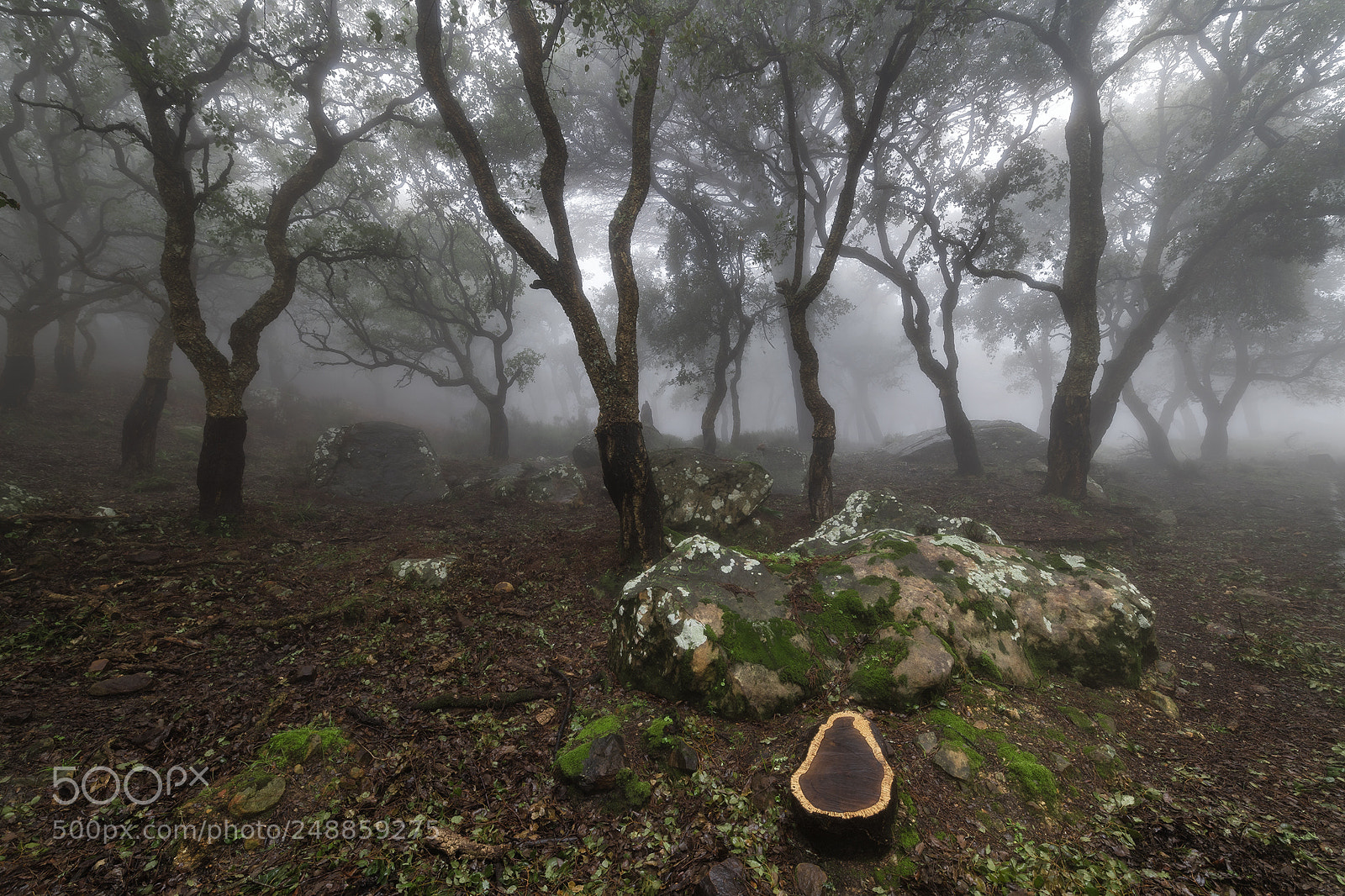 Nikon D850 sample photo. Alcornoques photography