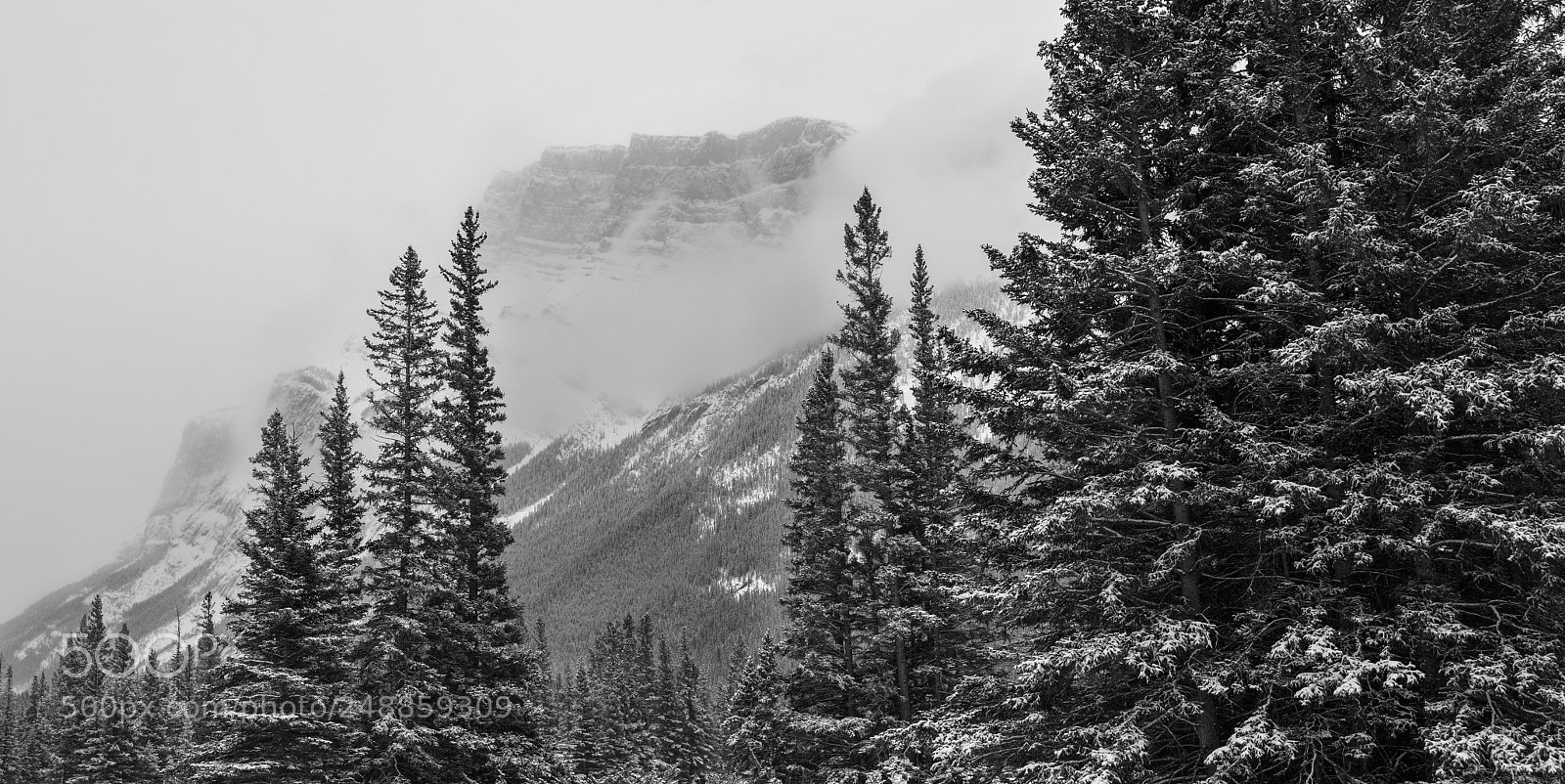 Nikon D850 sample photo. Misty morning photography