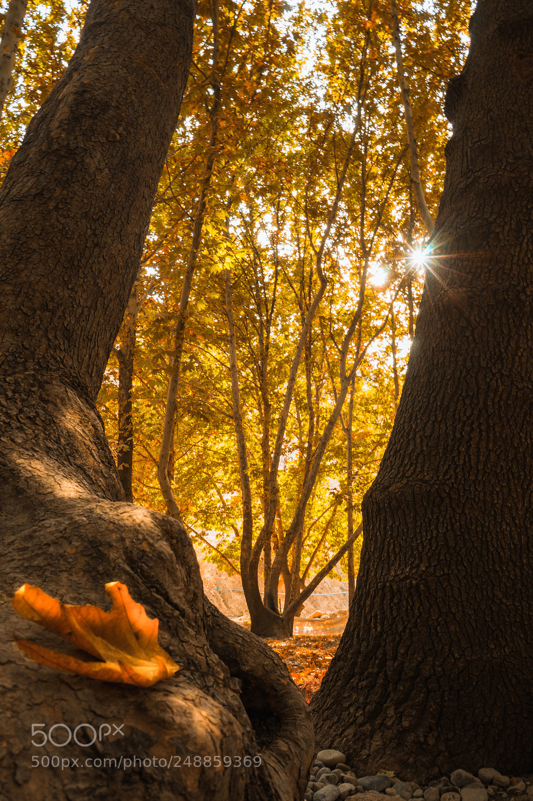 Sony a7 sample photo. Wait is fall photography