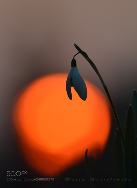 Nikon D5100 sample photo. Snowdrop photography