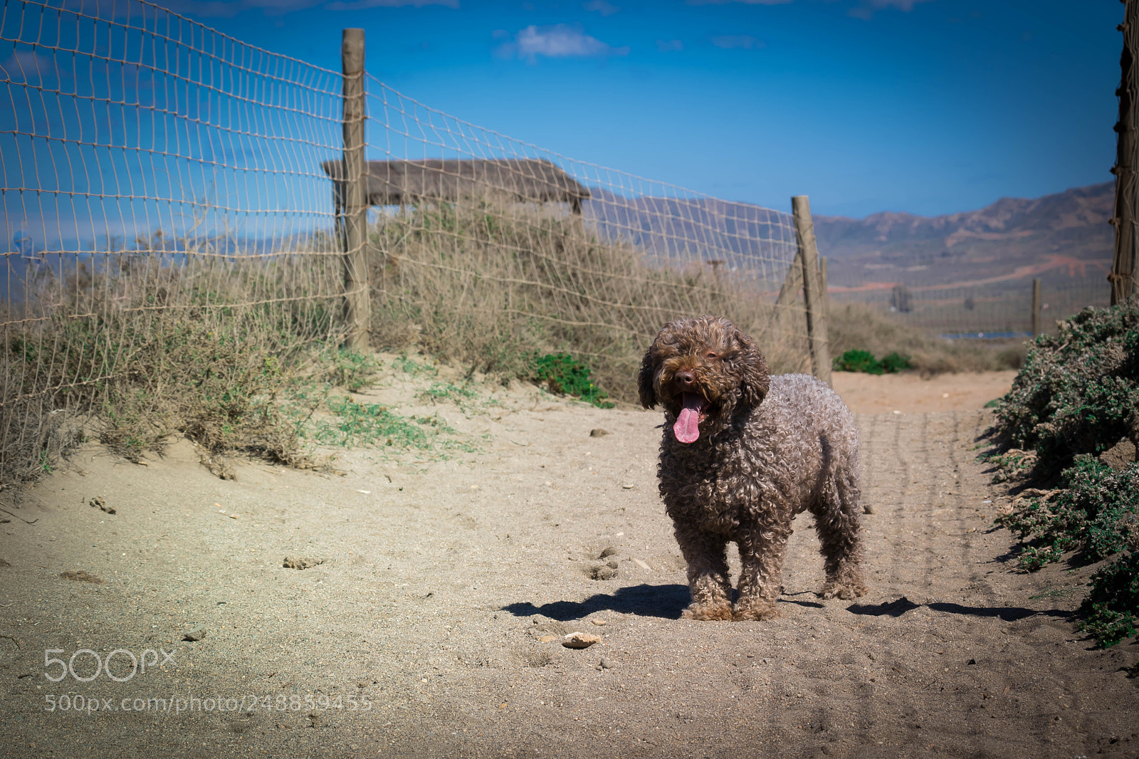 Nikon D5300 sample photo. Mara photography