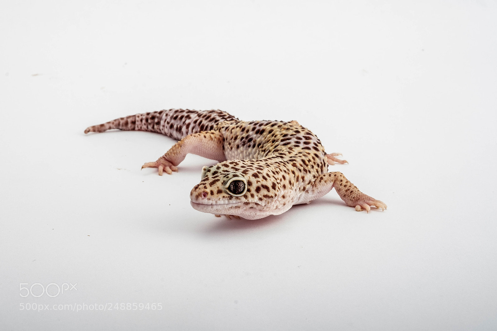 Fujifilm X-H1 sample photo. Leopard gecko photography
