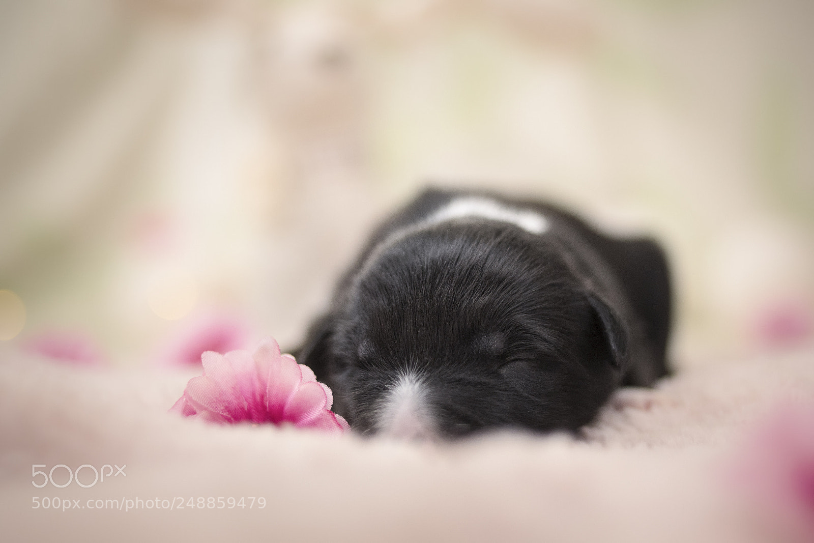 Nikon D500 sample photo. The cutest photography