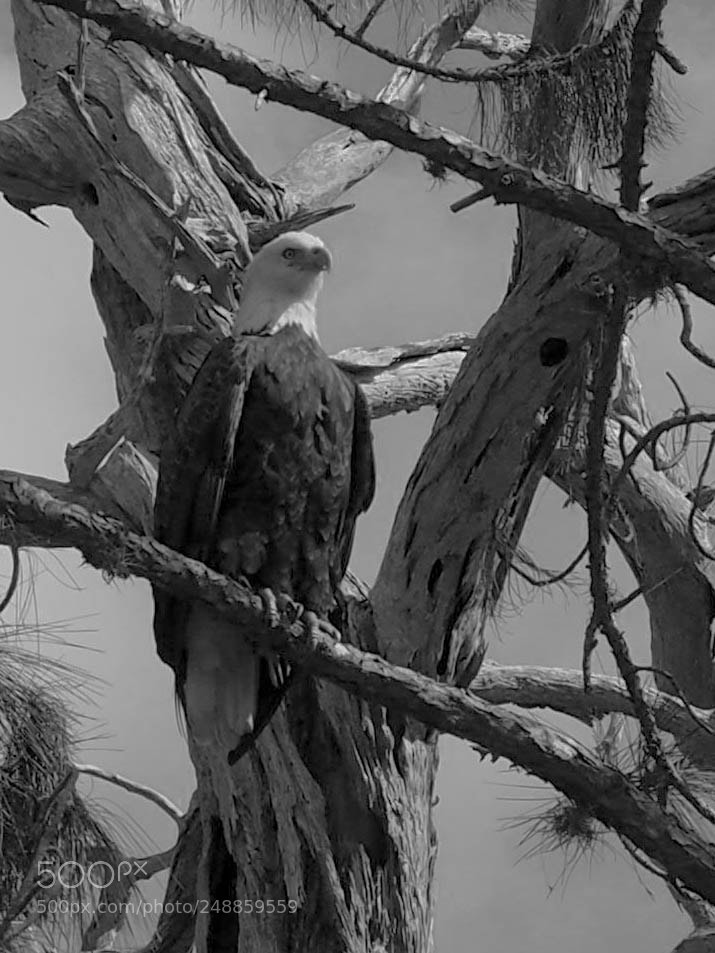 Olympus PEN-F sample photo. Patience and observation. photography