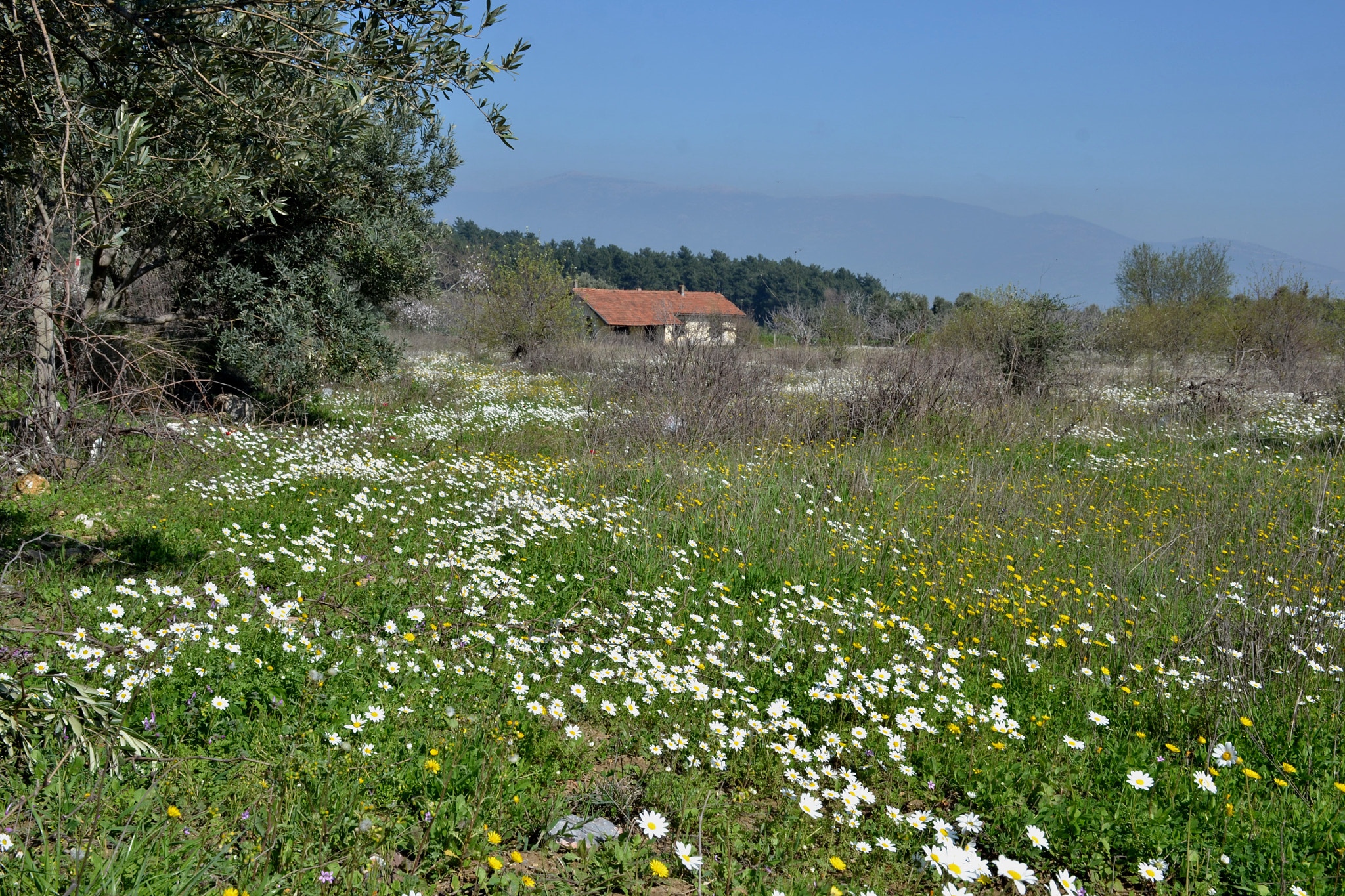 Nikon D3100 sample photo. Spring-1 photography