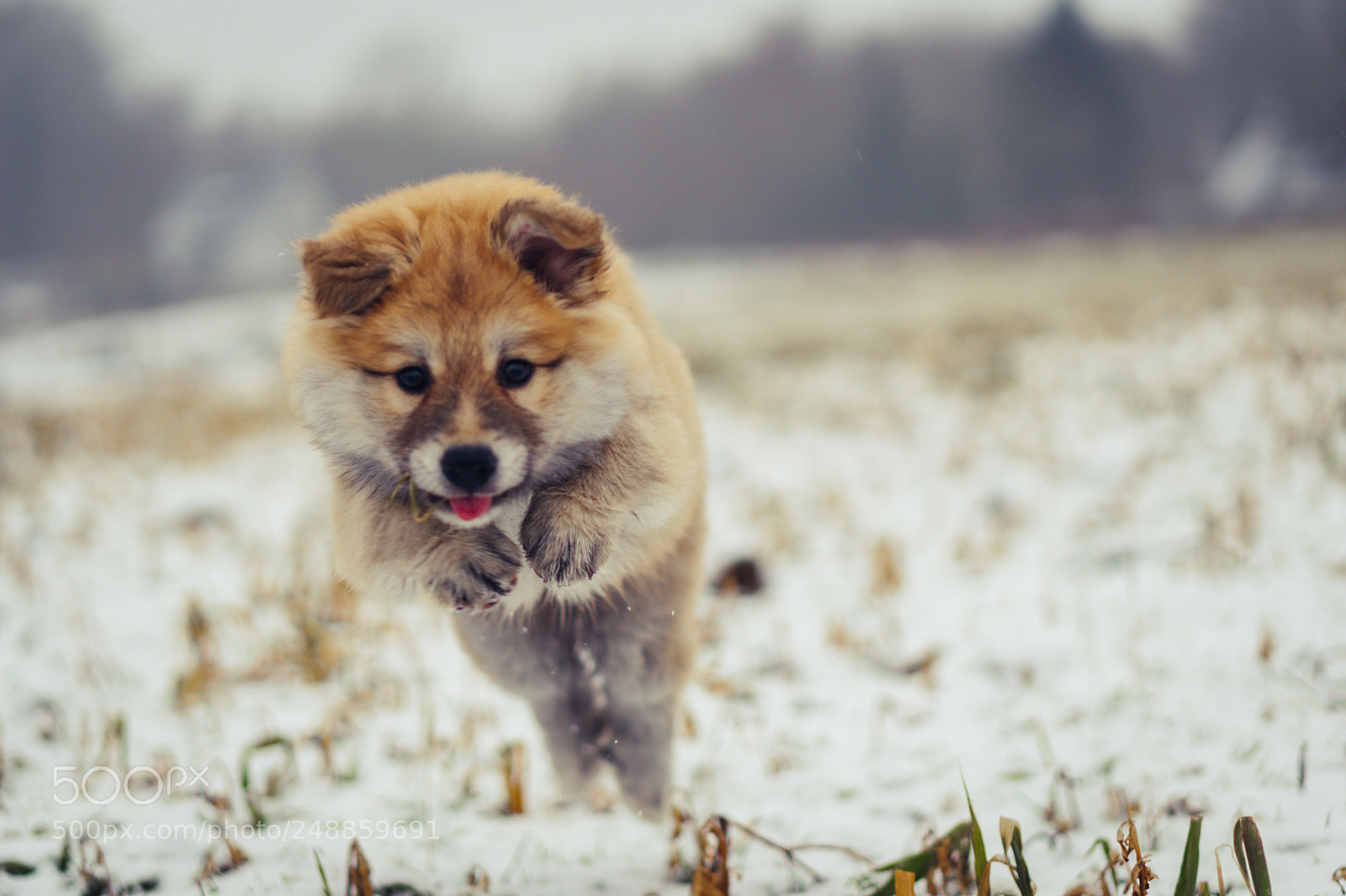 Sony a6300 sample photo. Snow lion photography