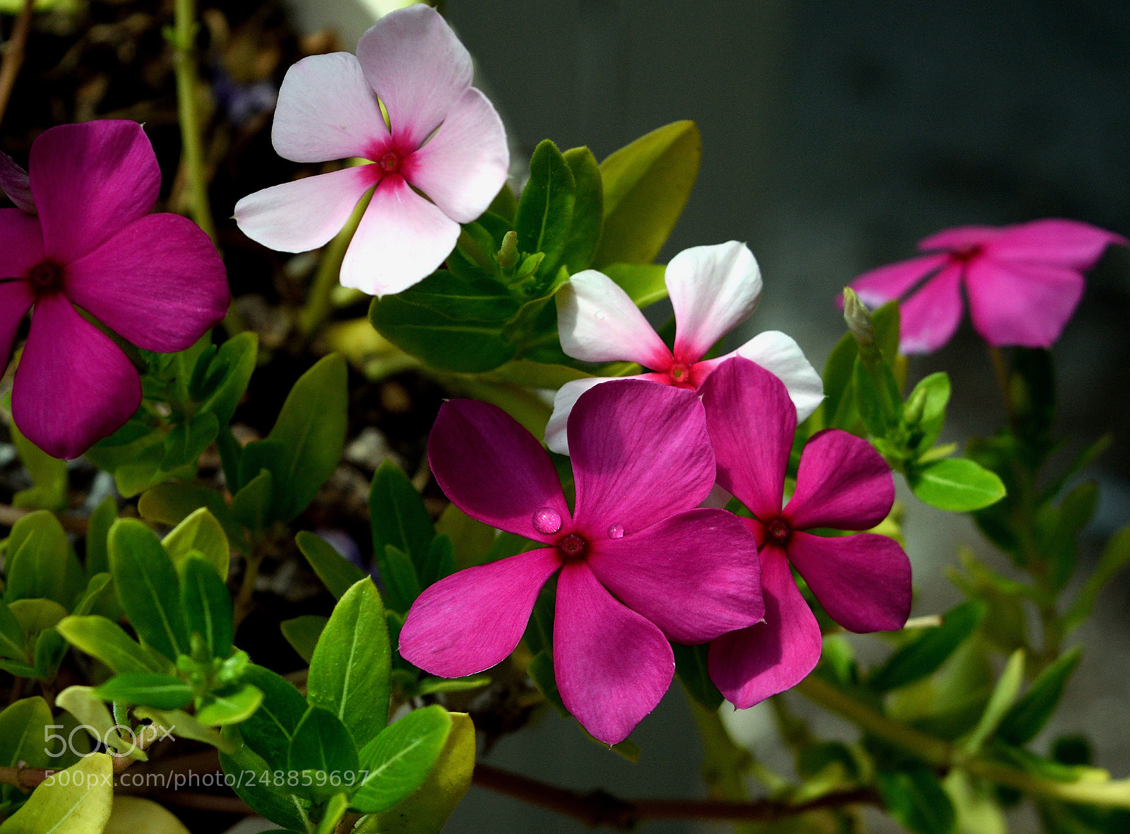 Nikon D3300 sample photo. Summer blossoms photography