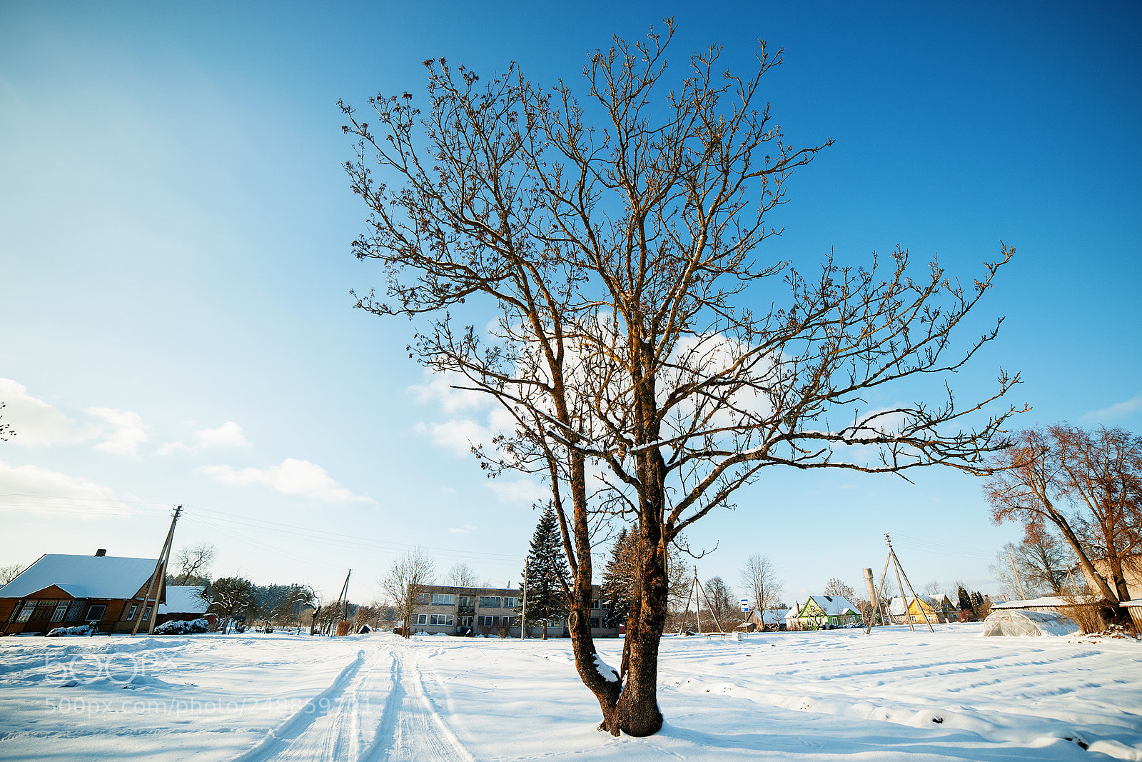 Nikon D3 sample photo. The tree photography