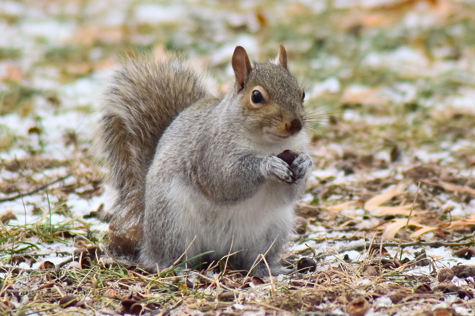 Nikon D5300 sample photo. Feeding squirrel on frozen photography