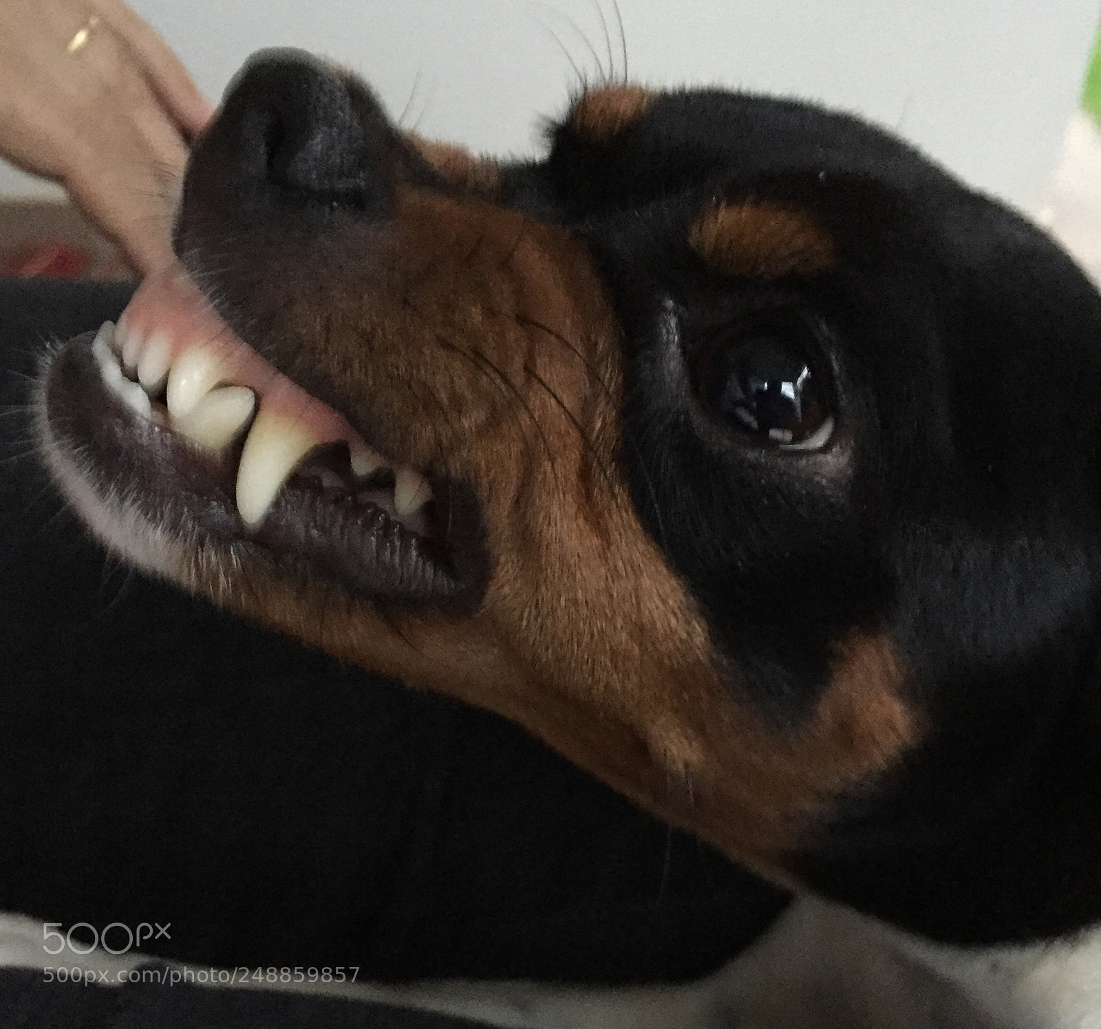 Apple iPhone 6 sample photo. Cacau defendendo a dona! photography