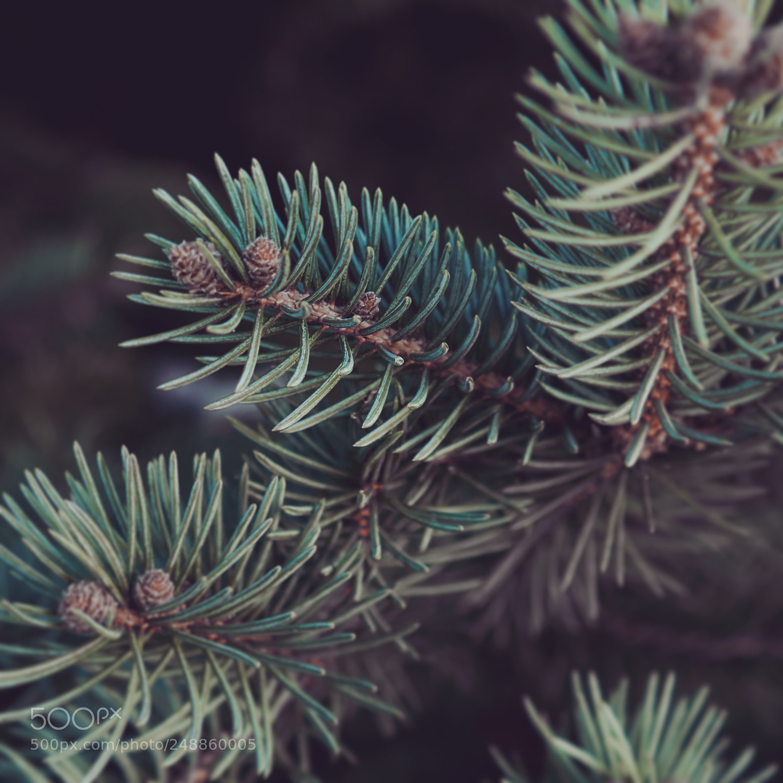Sony a6300 sample photo. Pine needles. photography