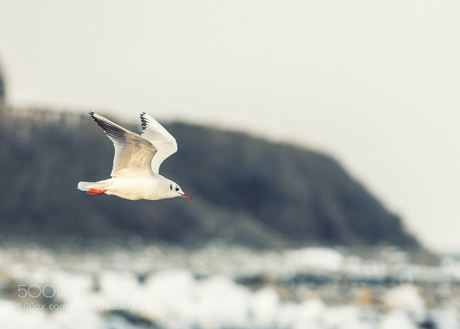 Nikon D850 sample photo. Storm loving sea gull photography