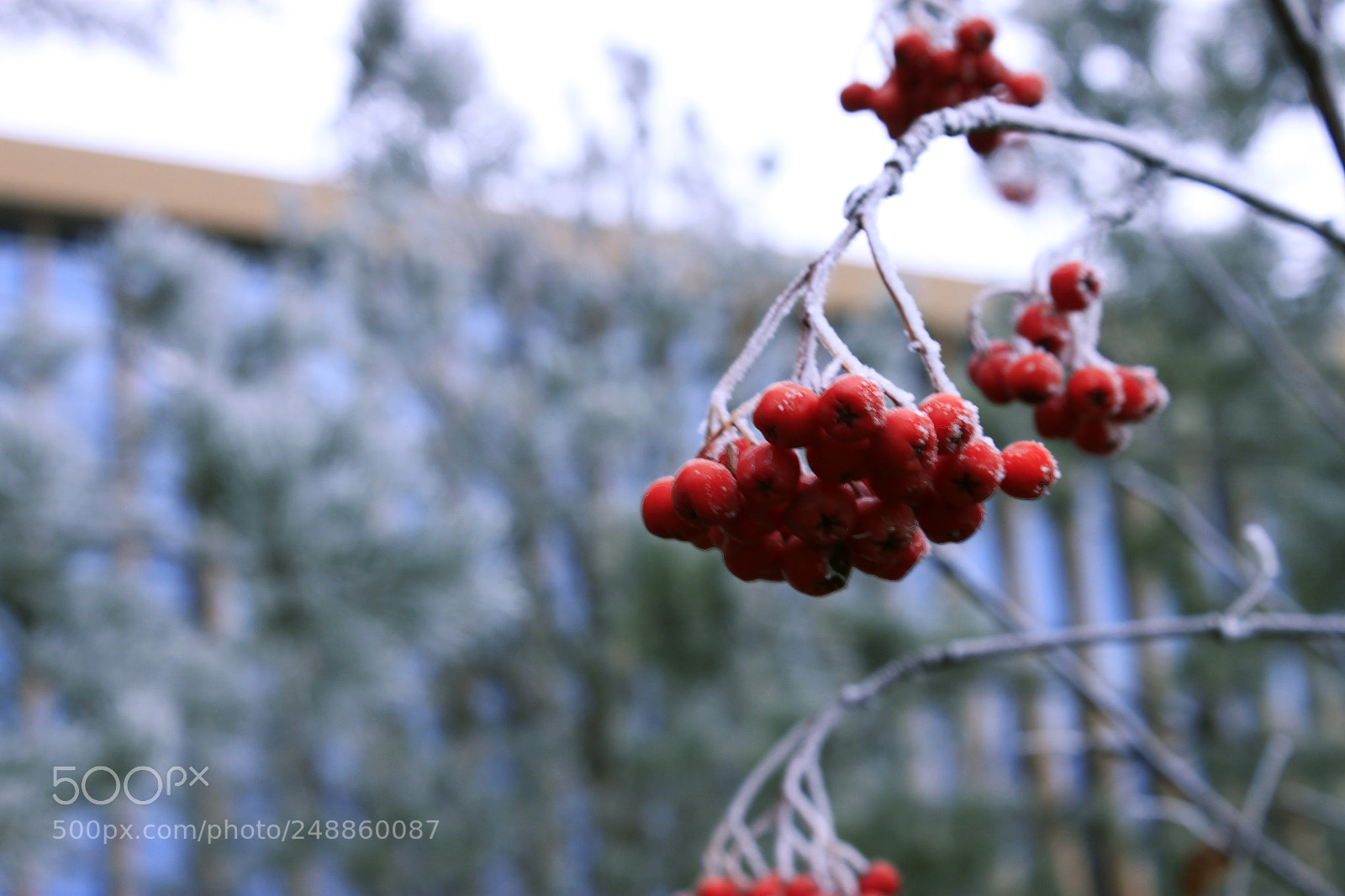 Canon EOS 500D (EOS Rebel T1i / EOS Kiss X3) sample photo. Mg photography