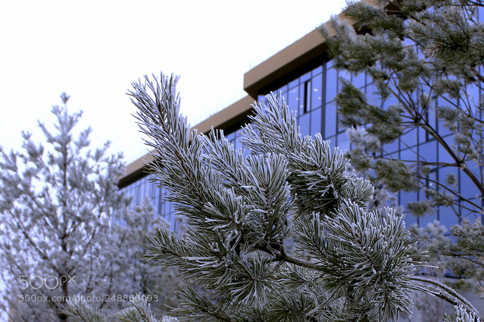 Canon EOS 500D (EOS Rebel T1i / EOS Kiss X3) sample photo. Mg photography