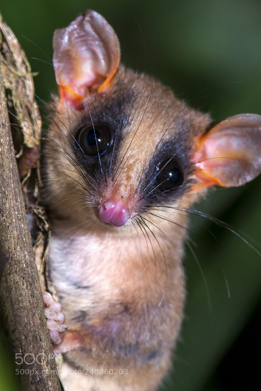 Nikon D800 sample photo. Catita gracilinanus microtarsus brazilian photography