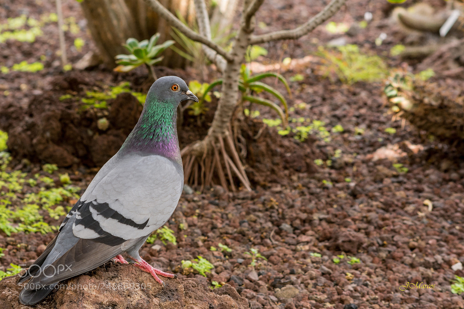 Nikon D7100 sample photo. Rock pigeon photography