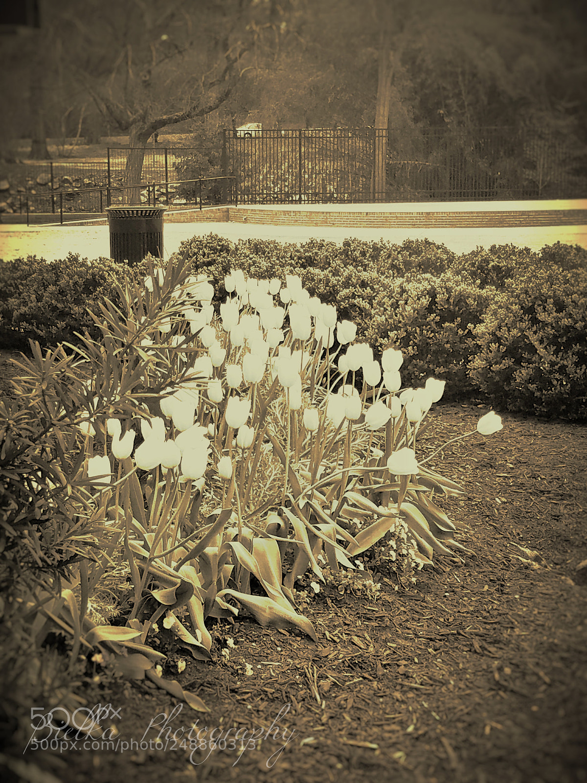 Samsung Galaxy S7 sample photo. Pullen park series: s2 photography