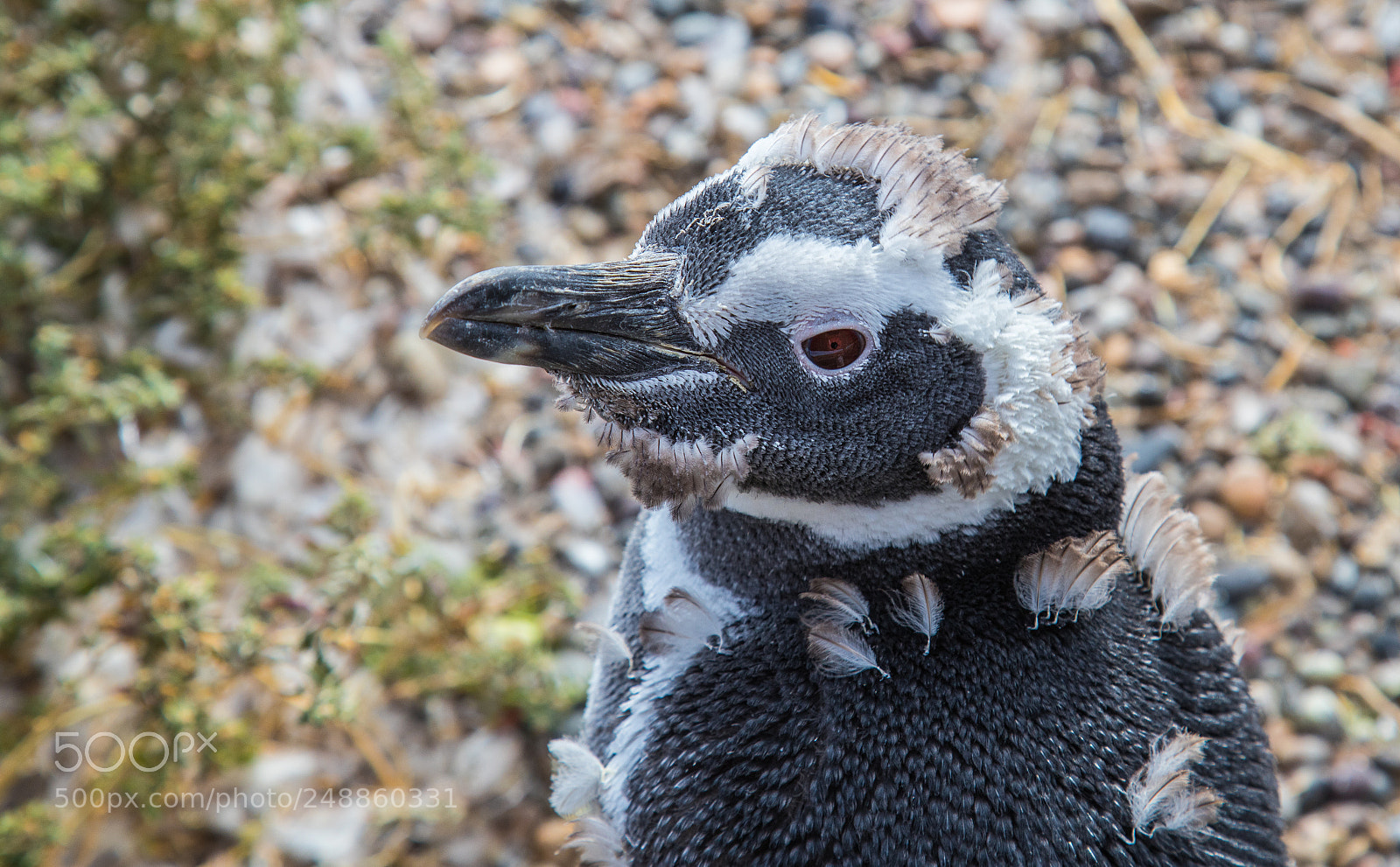 Canon EOS 6D Mark II sample photo. Moulting! photography