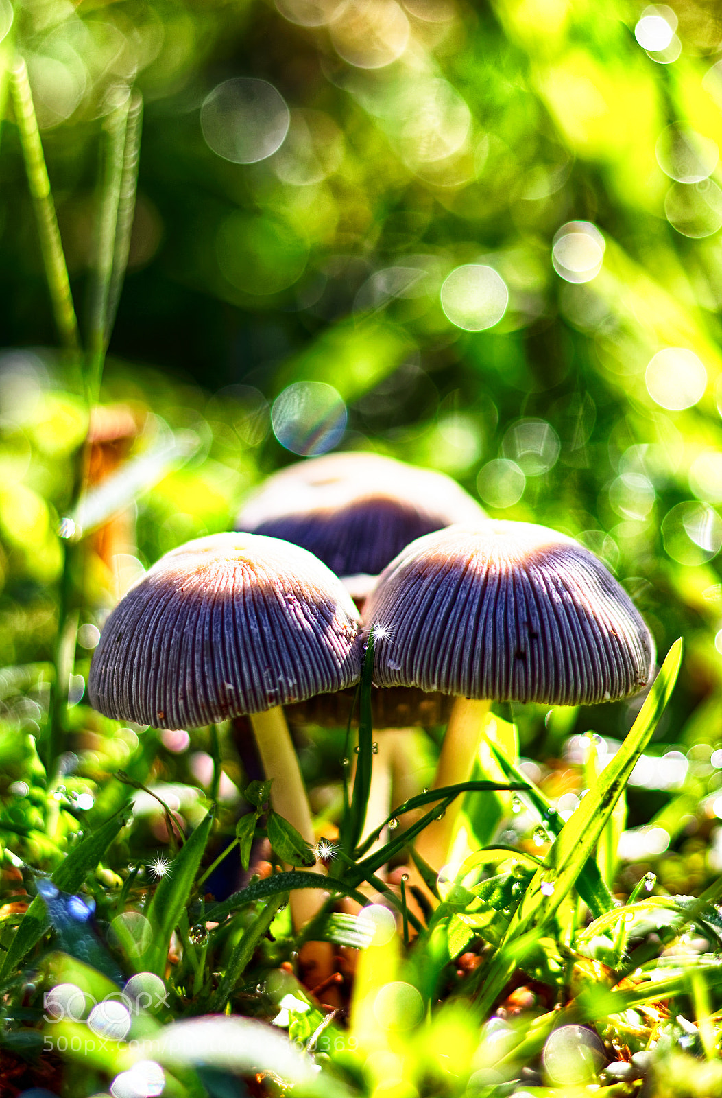 Canon EOS 650D (EOS Rebel T4i / EOS Kiss X6i) sample photo. Mushrooms photography