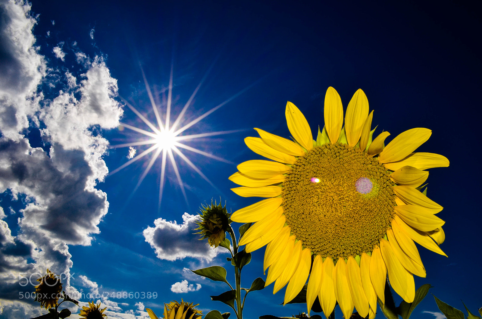 Nikon D5100 sample photo. Brighter photography