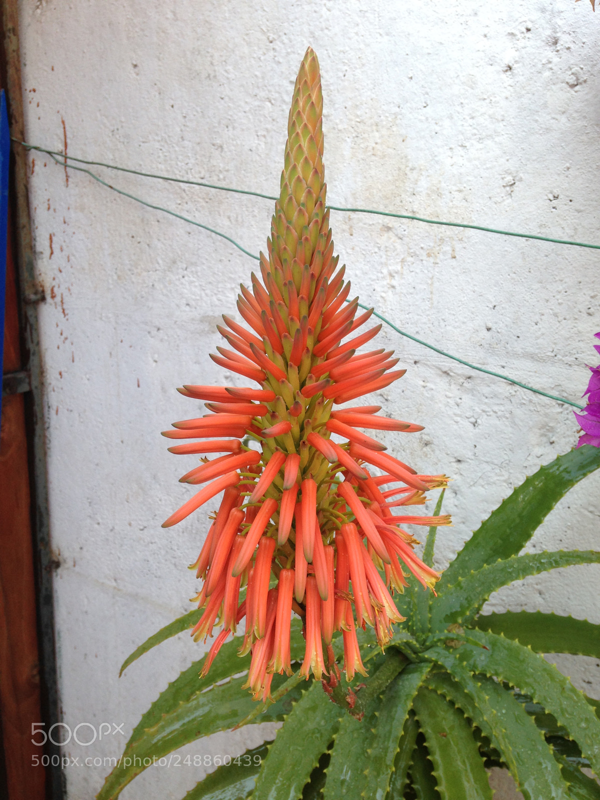 Apple iPhone 5c sample photo. Mi aloe floresciendo photography