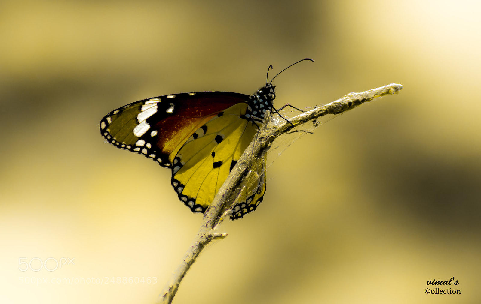 Nikon D7200 sample photo. Vimal (of ) photography