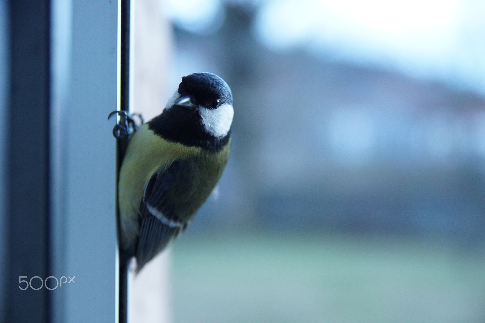 Sony ILCA-77M2 sample photo. 30 cm photography