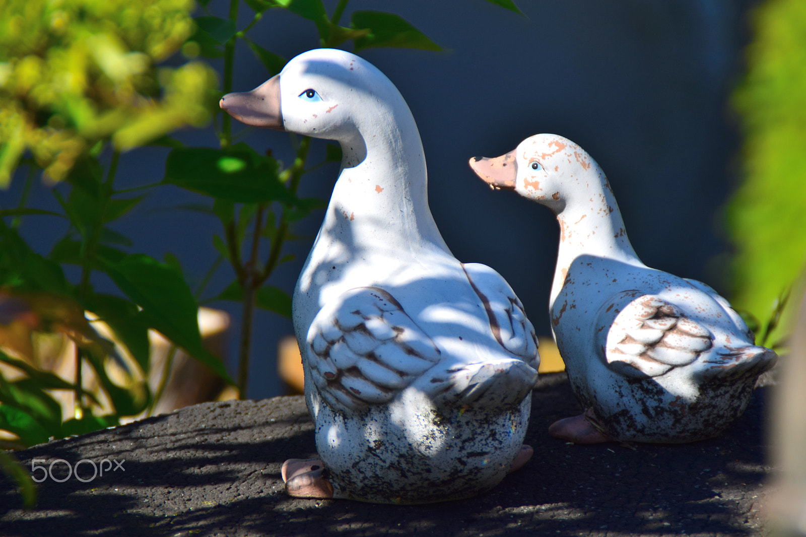 Nikon D3300 sample photo. Two birds photography