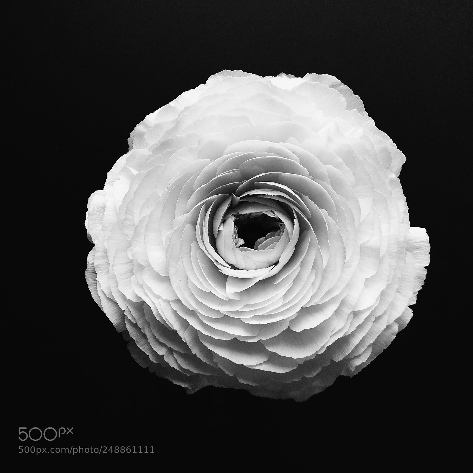 Apple iPhone 6s sample photo. Black and white ranunculus photography