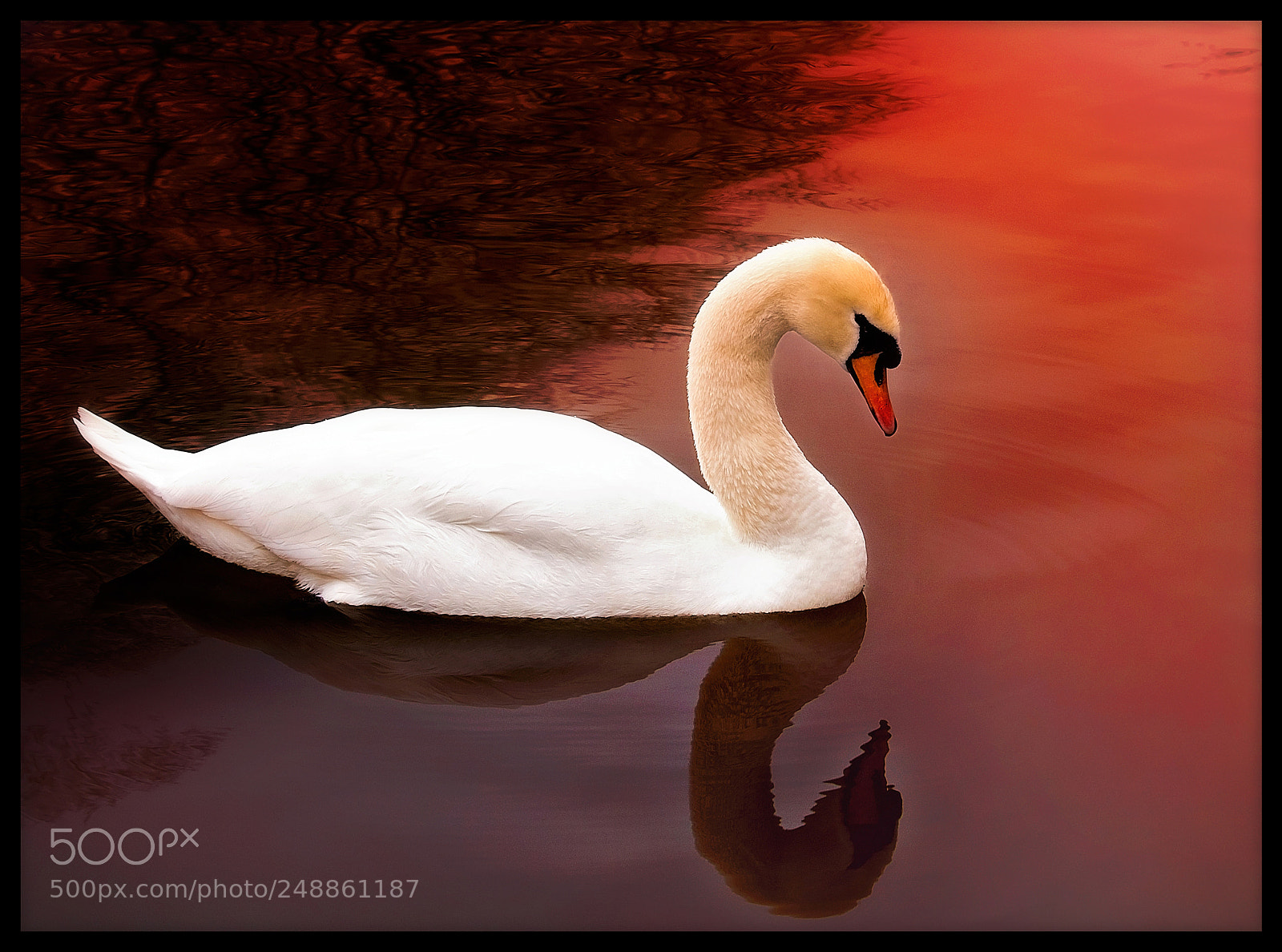 Canon EOS 1300D (EOS Rebel T6 / EOS Kiss X80) sample photo. Swan lake photography