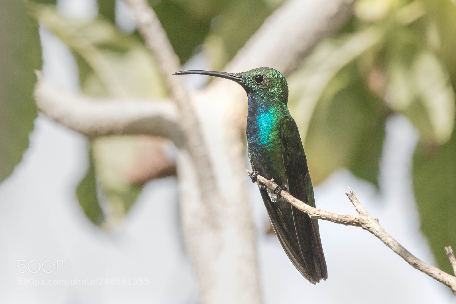 Canon EOS 5DS sample photo. Green-breasted mango photography
