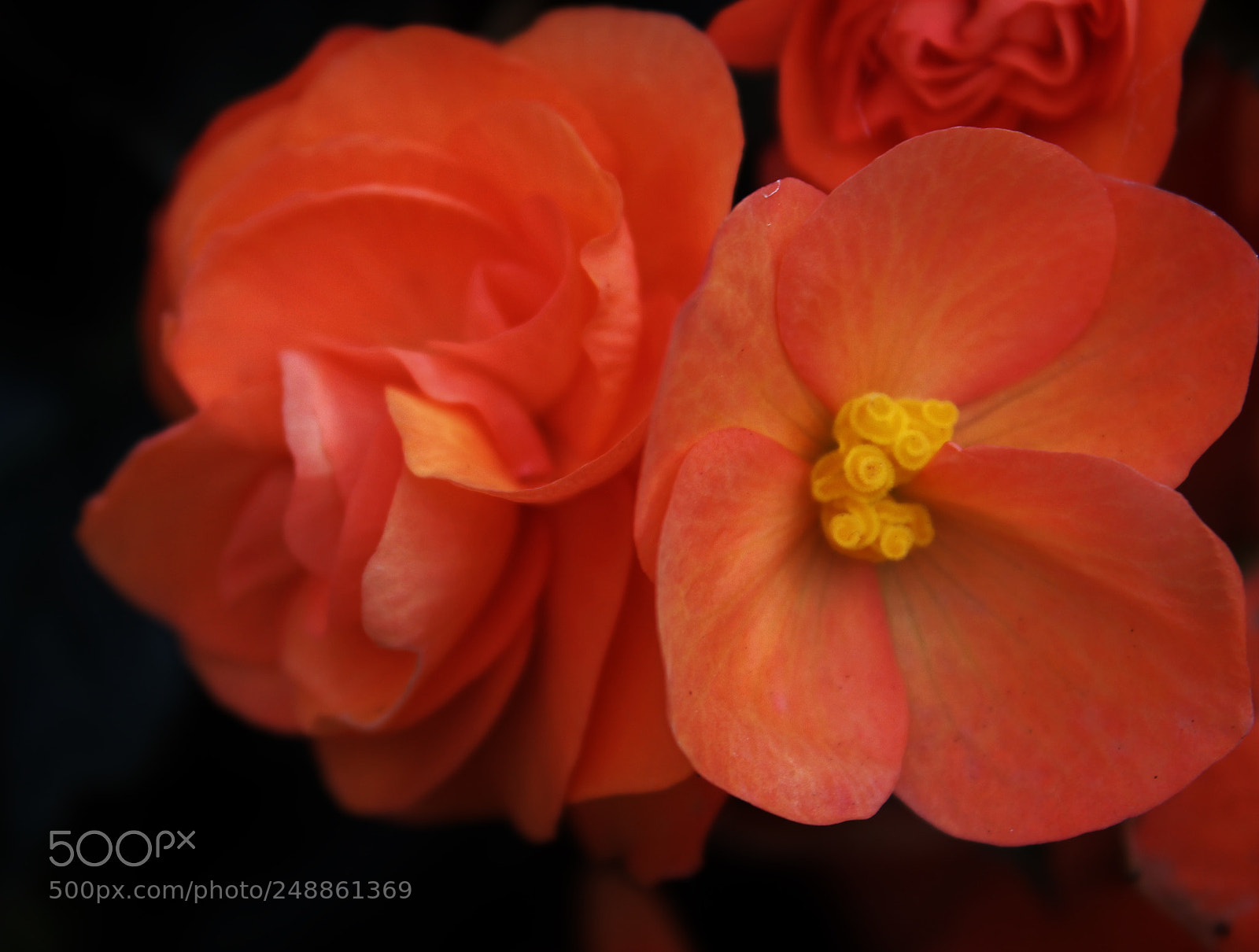 Canon EOS 550D (EOS Rebel T2i / EOS Kiss X4) sample photo. Begonia photography