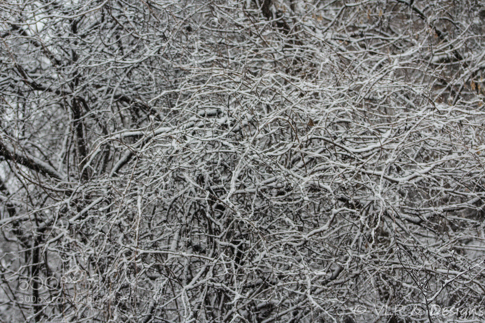 Canon EOS 1200D (EOS Rebel T5 / EOS Kiss X70 / EOS Hi) sample photo. Entangled branches photography