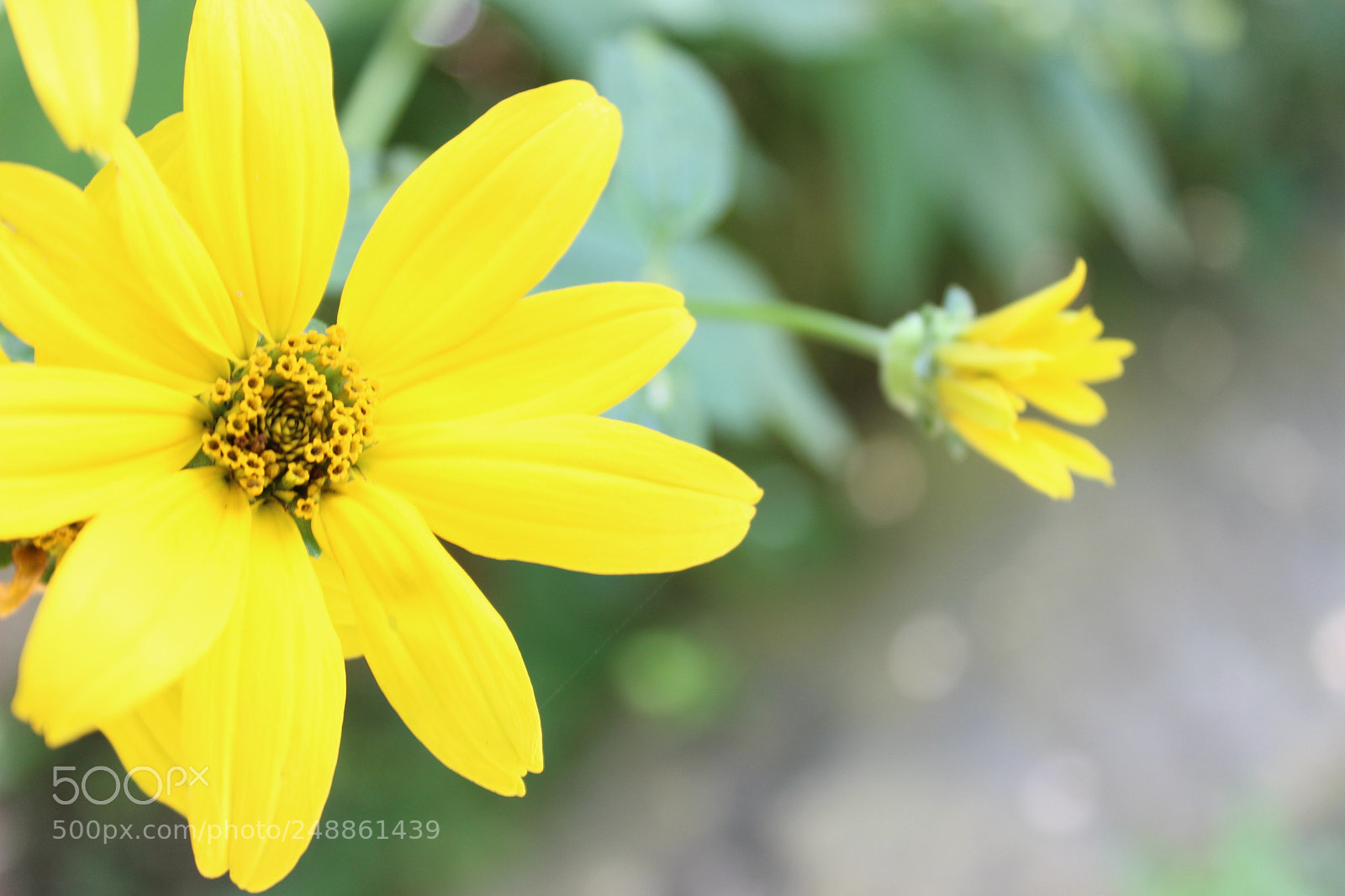 Canon EOS 600D (Rebel EOS T3i / EOS Kiss X5) sample photo. Yellow flowers photography