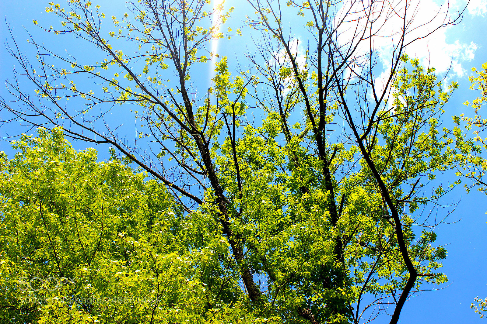 Canon EOS 600D (Rebel EOS T3i / EOS Kiss X5) sample photo. Summer tree photography