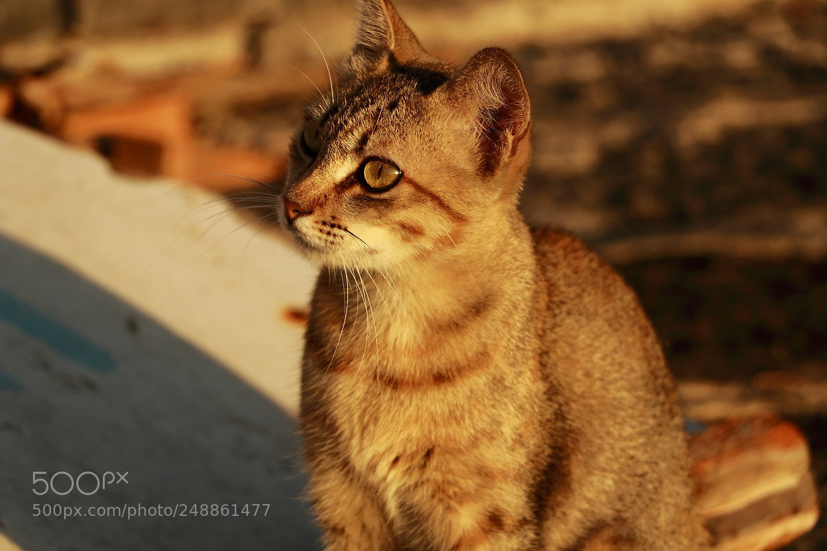 Canon EOS 80D sample photo. Untitled photography