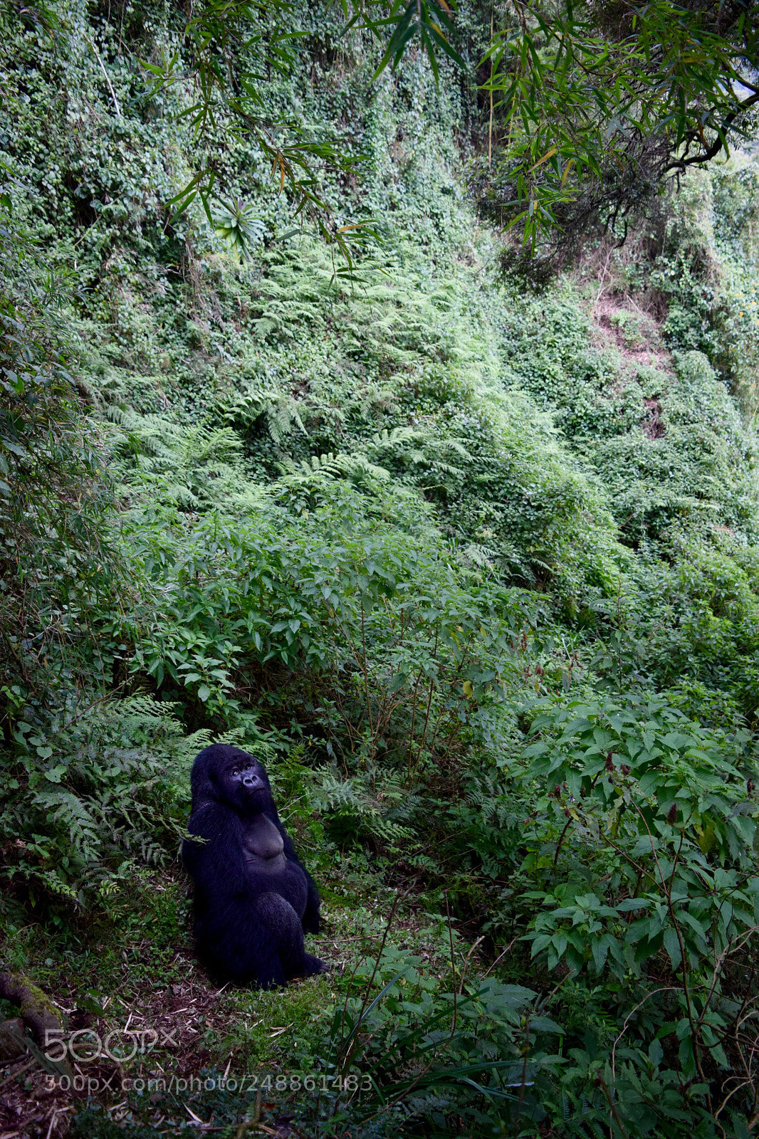 Nikon D3300 sample photo. Mountain gorilla in valley photography